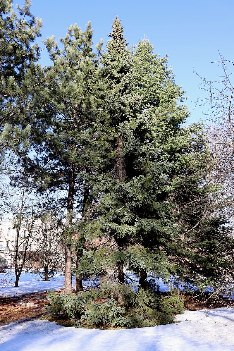 Image of Picea glehnii specimen.