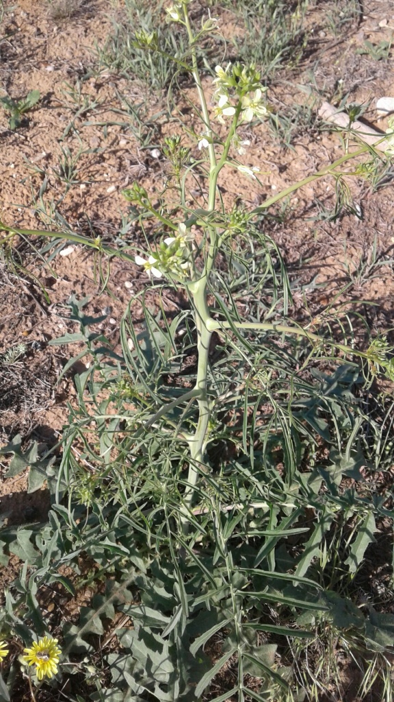 Image of Sisymbrium altissimum specimen.