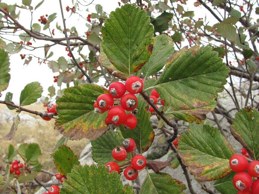 Image of Sorbus taurica specimen.