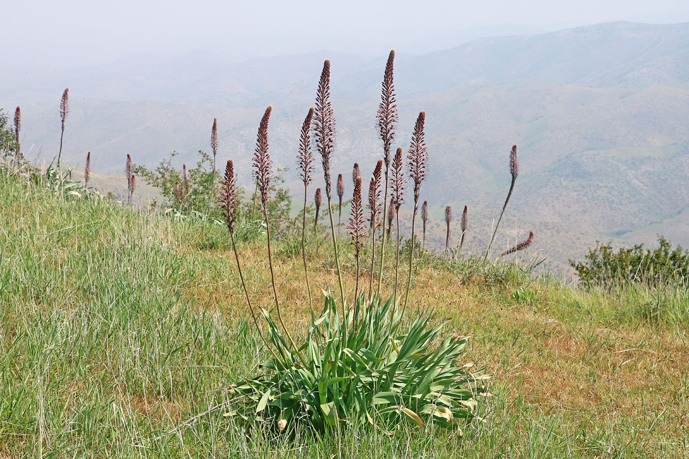 Изображение особи Eremurus regelii.