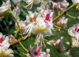 Aesculus hippocastanum