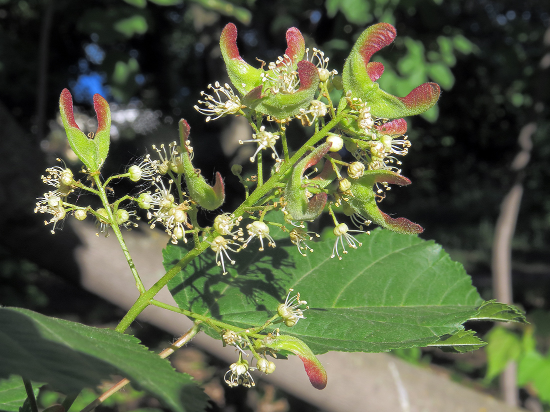 Image of Acer tataricum specimen.