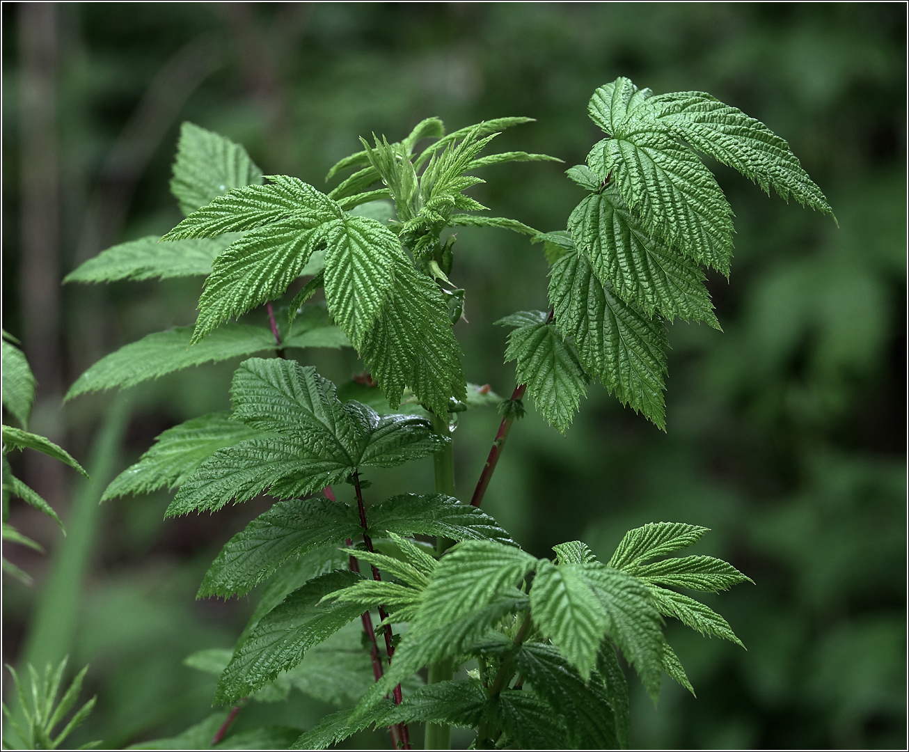 Image of Filipendula ulmaria specimen.