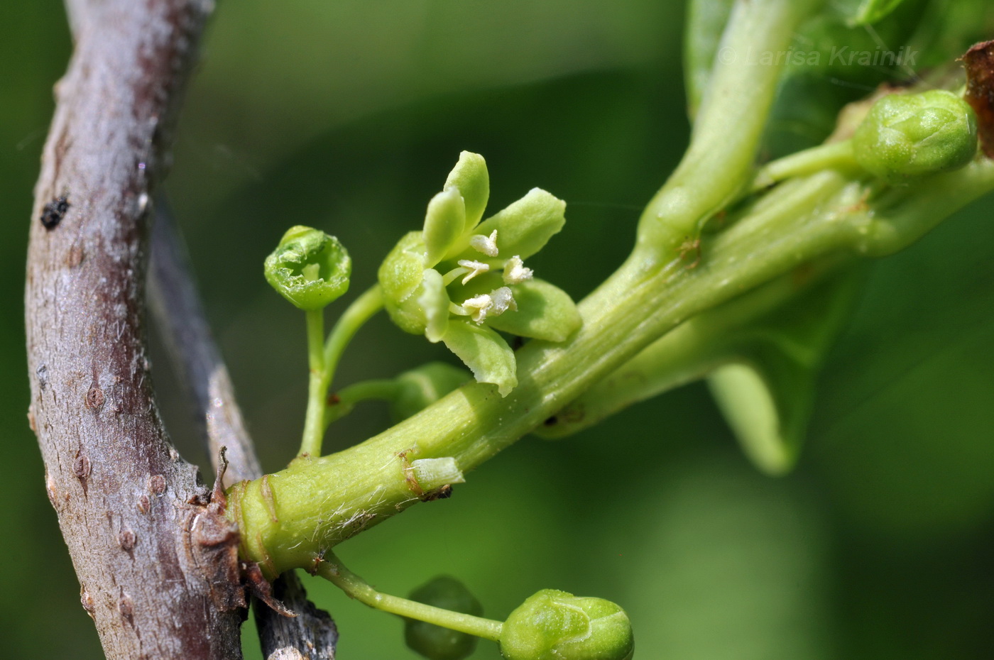 Изображение особи Celastrus orbiculata.