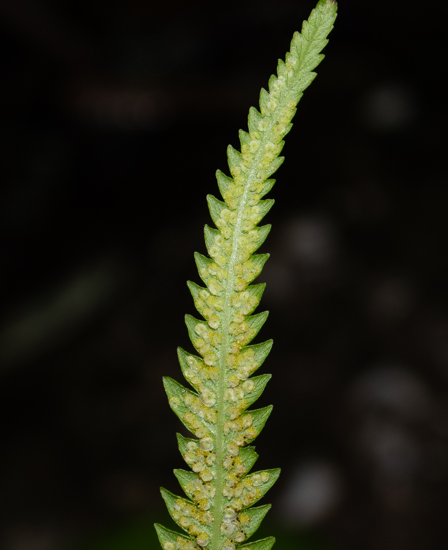 Image of Thelypteris unita specimen.