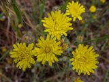 Crepis rhoeadifolia