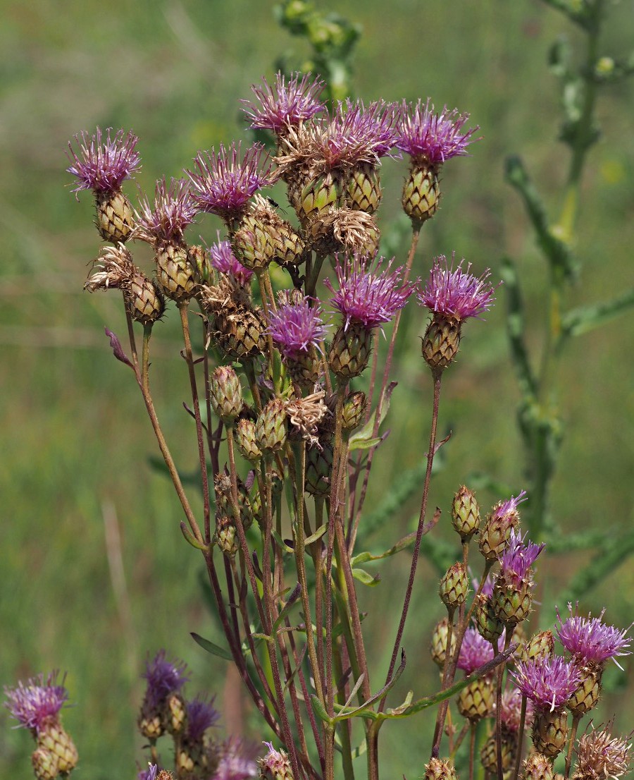 Изображение особи род Centaurea.