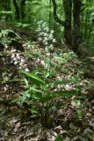 Cephalanthera longifolia