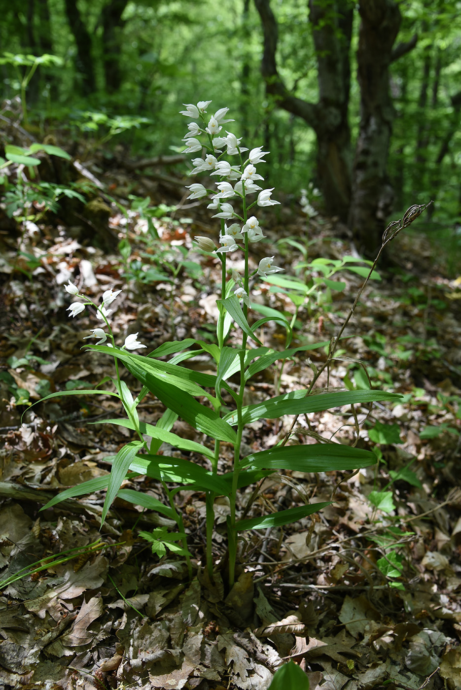 Image of Cephalanthera longifolia specimen.