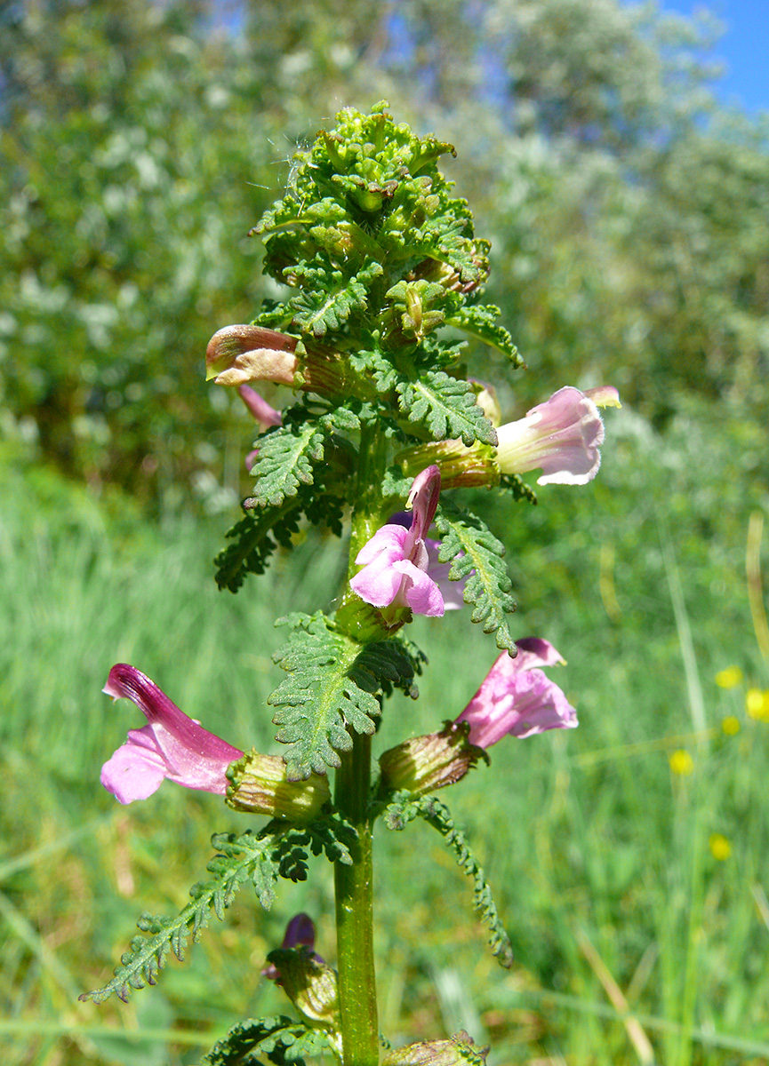 Изображение особи Pedicularis palustris.