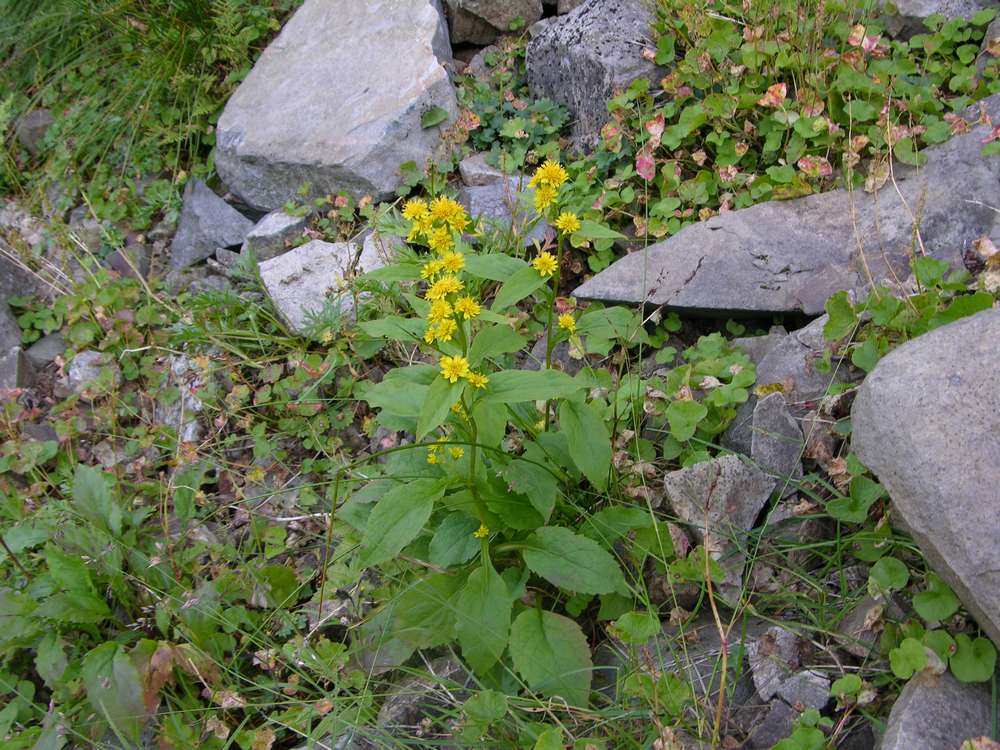 Image of Solidago cuprea specimen.