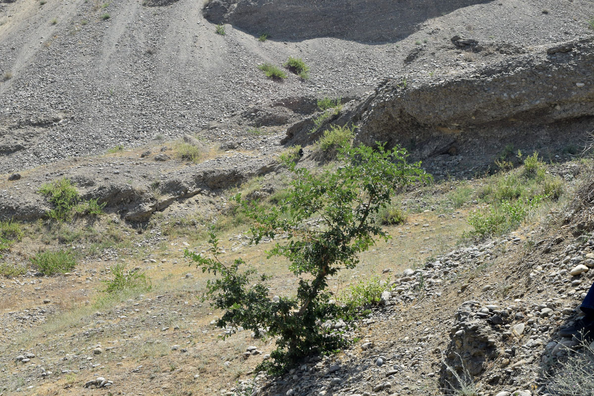 Image of Morus alba specimen.