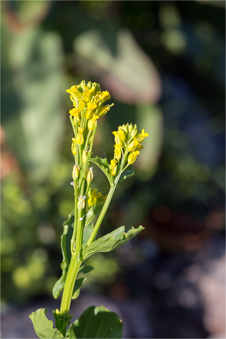 Image of Barbarea stricta specimen.