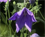 Platycodon grandiflorus