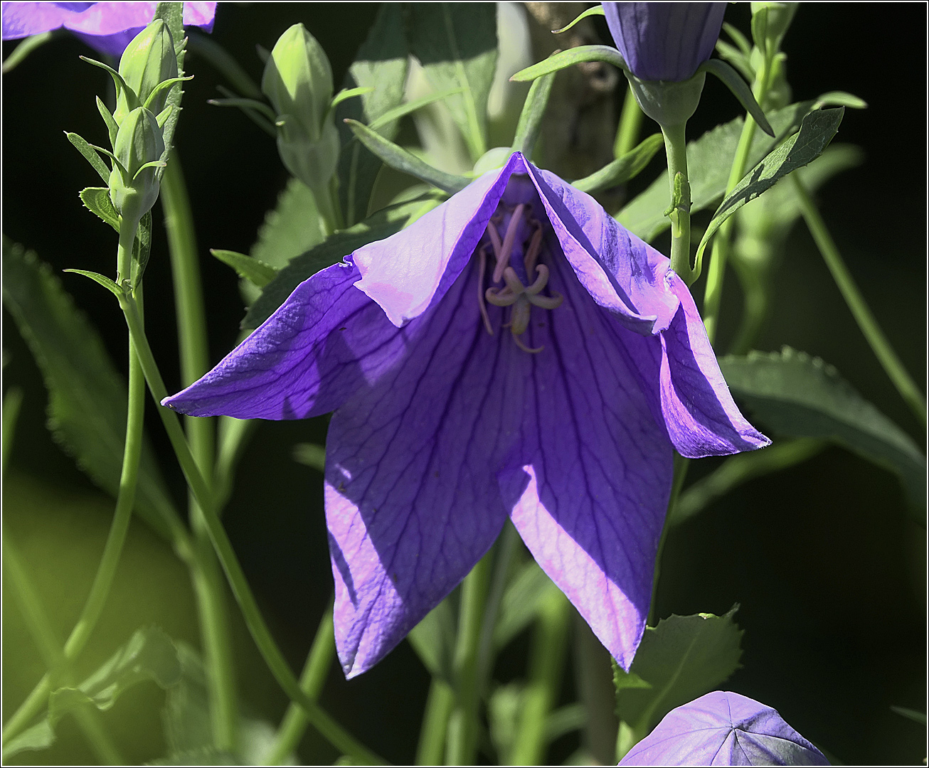 Image of Platycodon grandiflorus specimen.