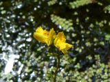 Utricularia vulgaris