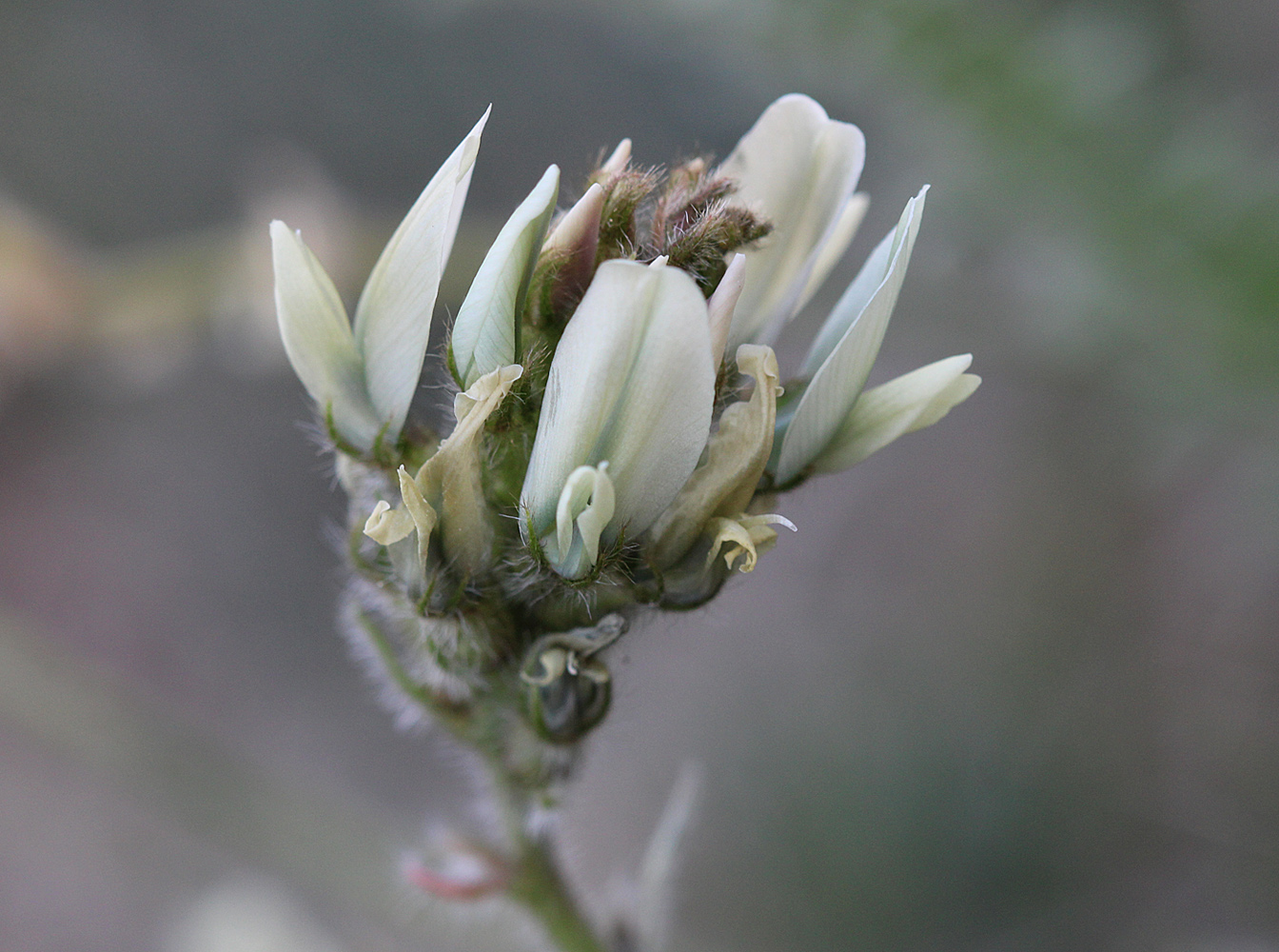 Изображение особи Oxytropis tachtensis.