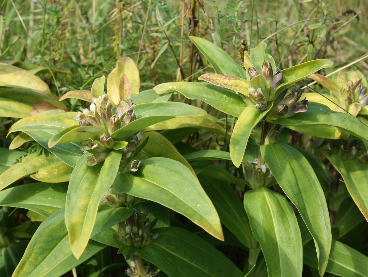 Image of Gentiana cruciata specimen.