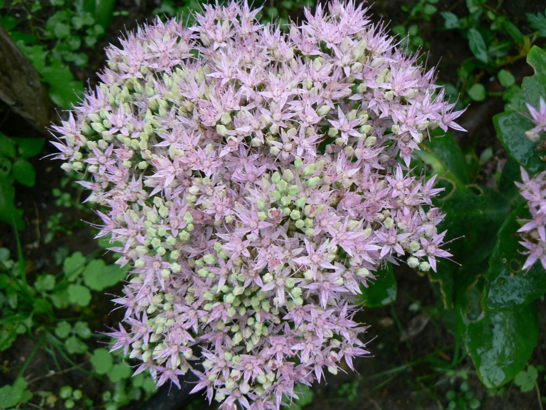 Image of Hylotelephium spectabile specimen.