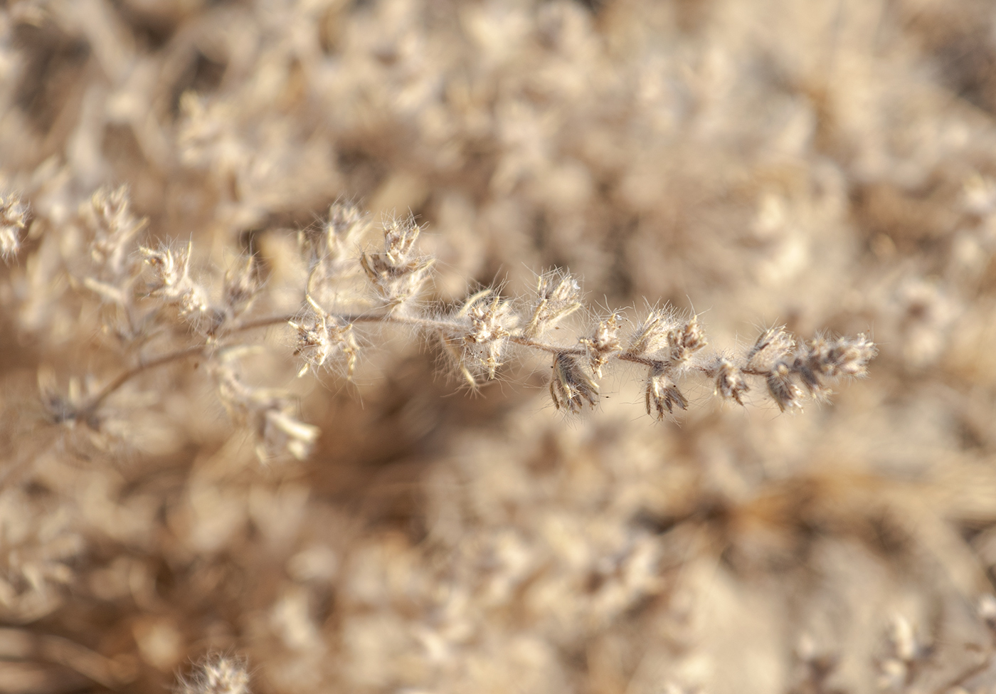 Изображение особи Halocharis hispida.