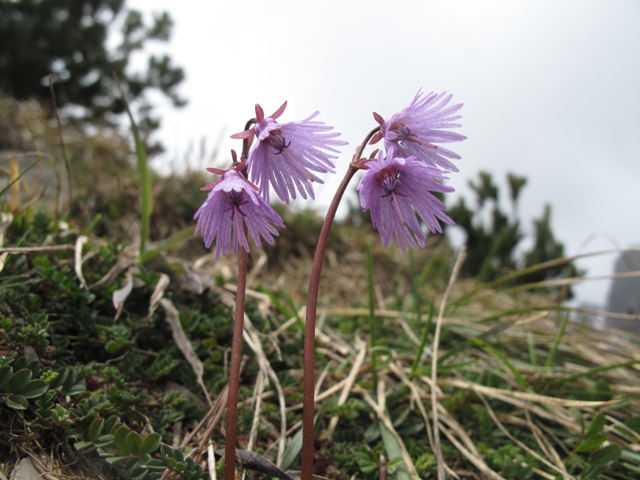 Изображение особи Soldanella alpina.