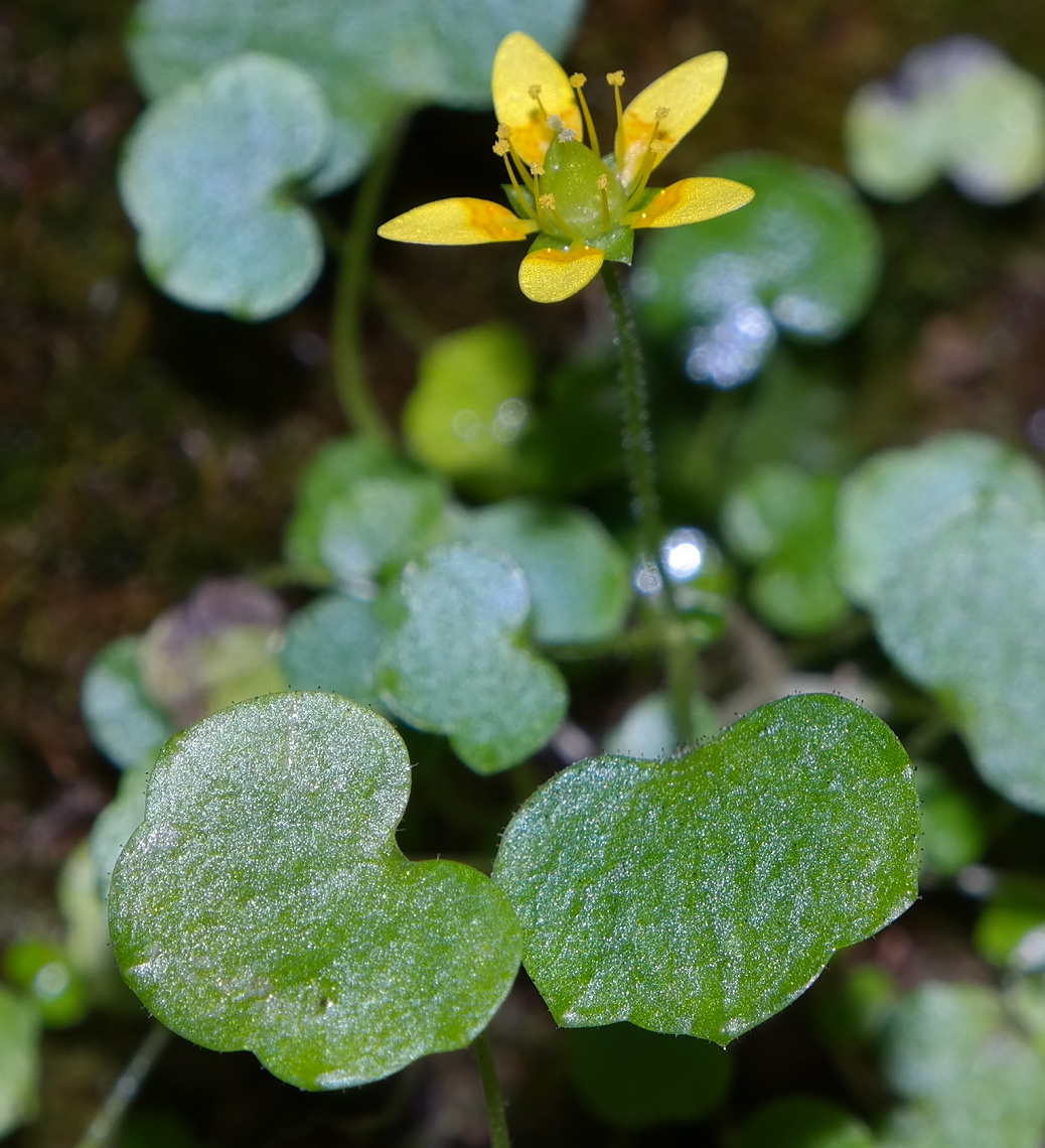 Изображение особи Saxifraga cymbalaria.