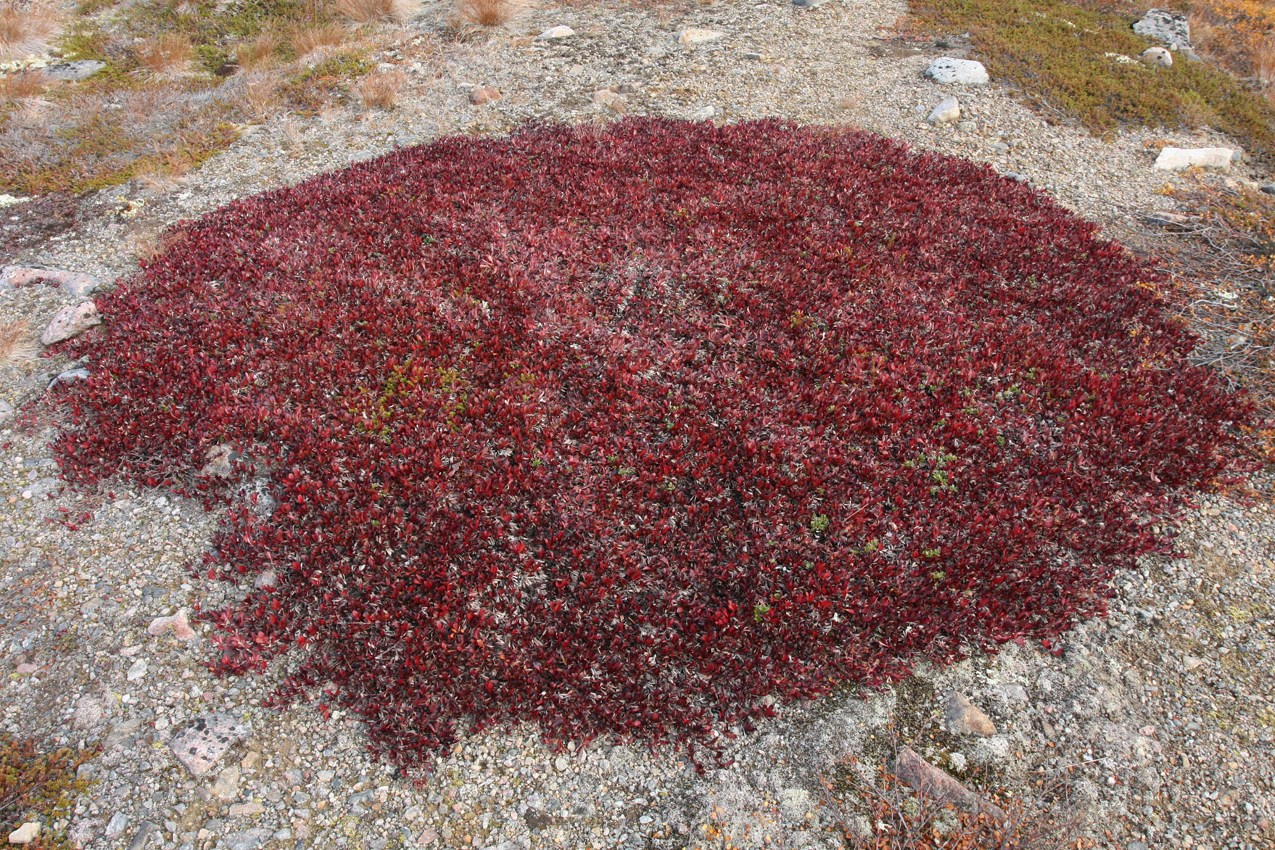 Image of Arctous alpina specimen.