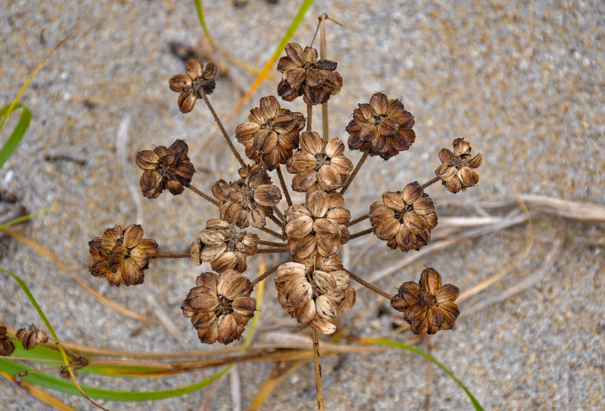 Изображение особи Glehnia litoralis.