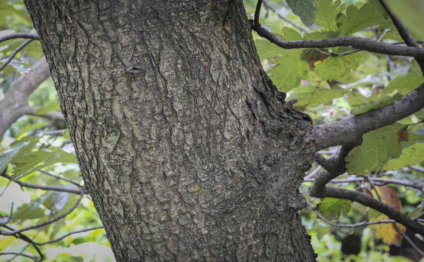 Image of Sorbus intermedia specimen.