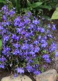 Lobelia erinus