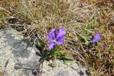 Viola altaica