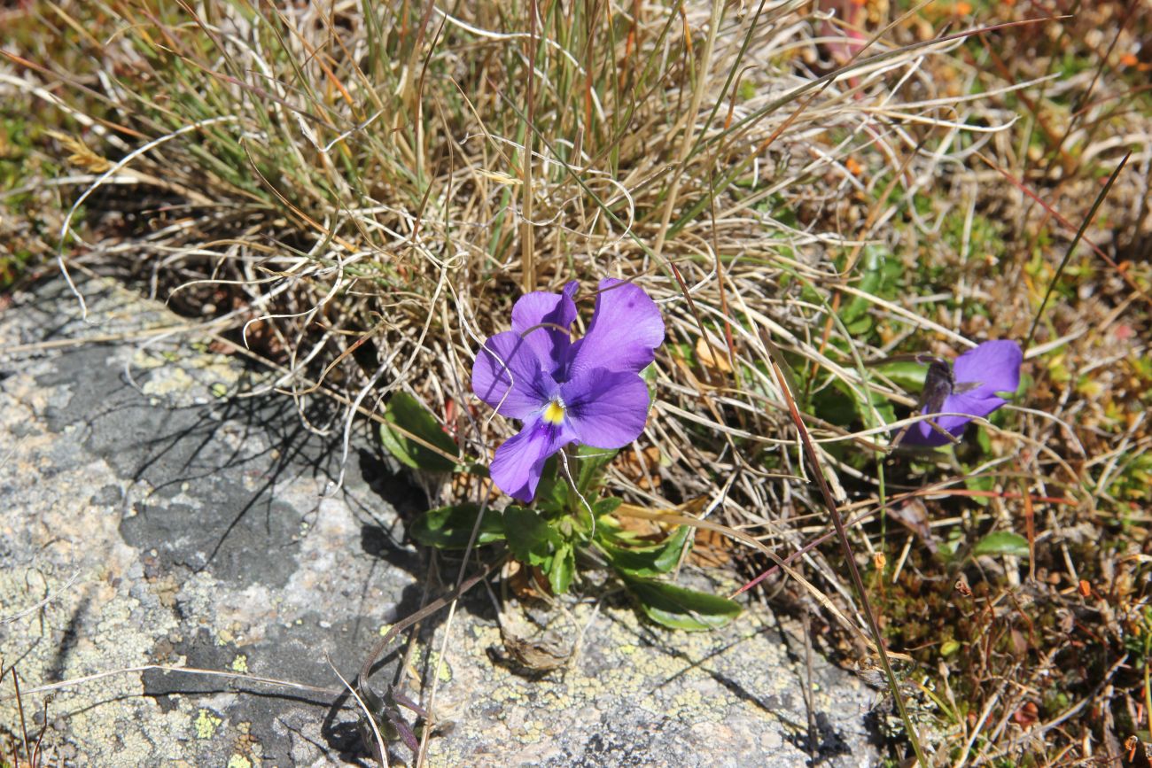 Изображение особи Viola altaica.