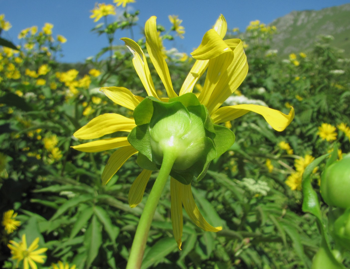 Изображение особи Silphium perfoliatum.