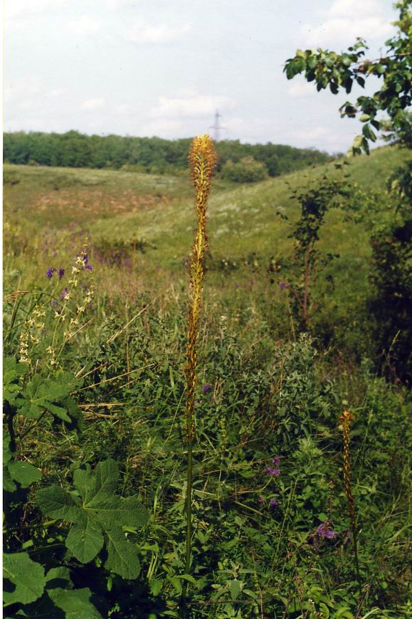 Изображение особи Eremurus spectabilis.