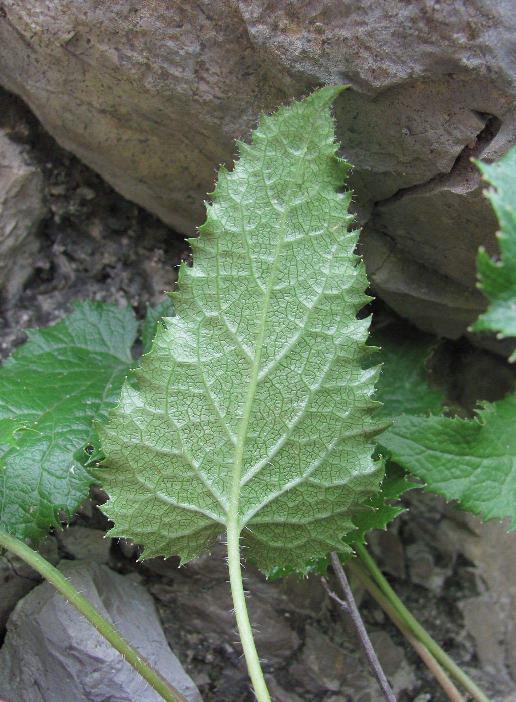 Image of Campanula ossetica specimen.
