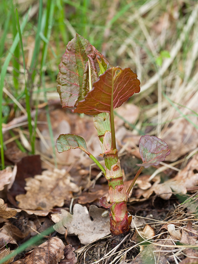 Image of genus Reynoutria specimen.