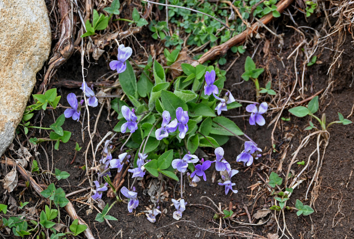 Изображение особи род Viola.