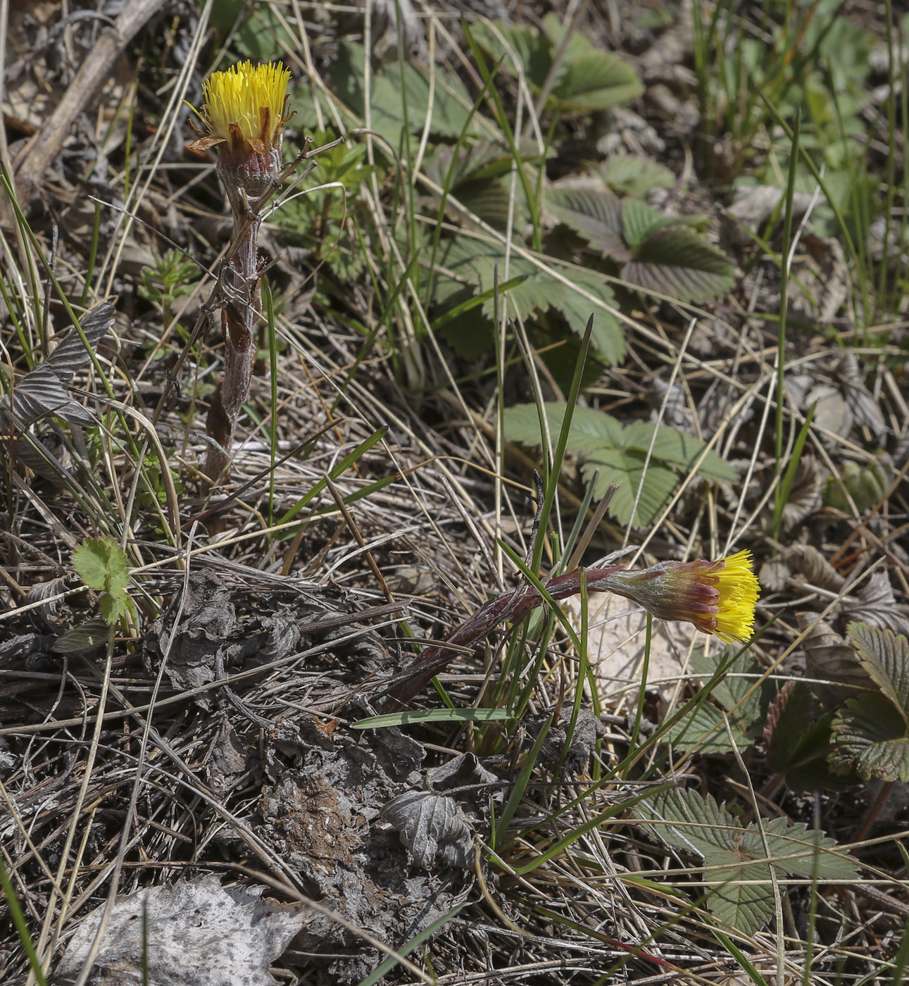 Image of Tussilago farfara specimen.