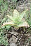 род Aloe. Вегетирующее растение. ЮАР, Драконовы горы, Mkhomazi Wilderness area, хр. между ручьями Kwantuba и Mkomazi, альпийский луг. 05.01.2008.