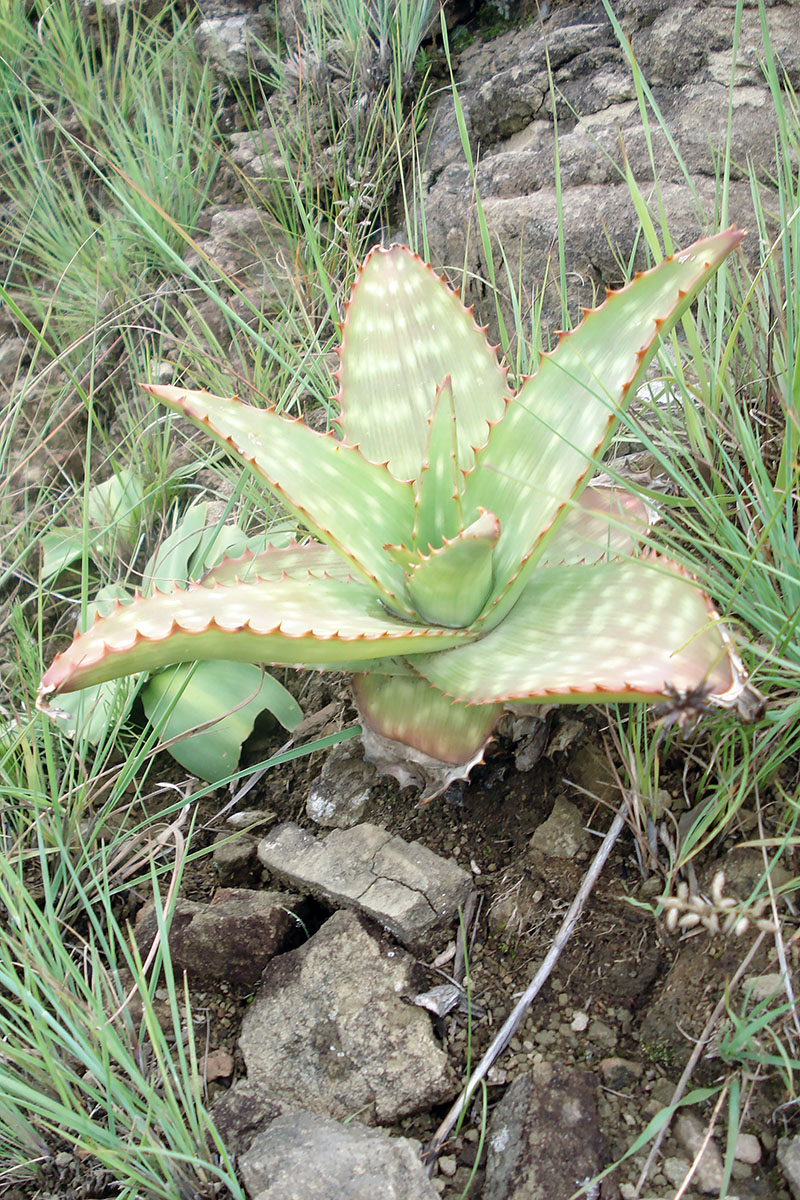Image of genus Aloe specimen.
