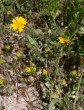 genus Glebionis