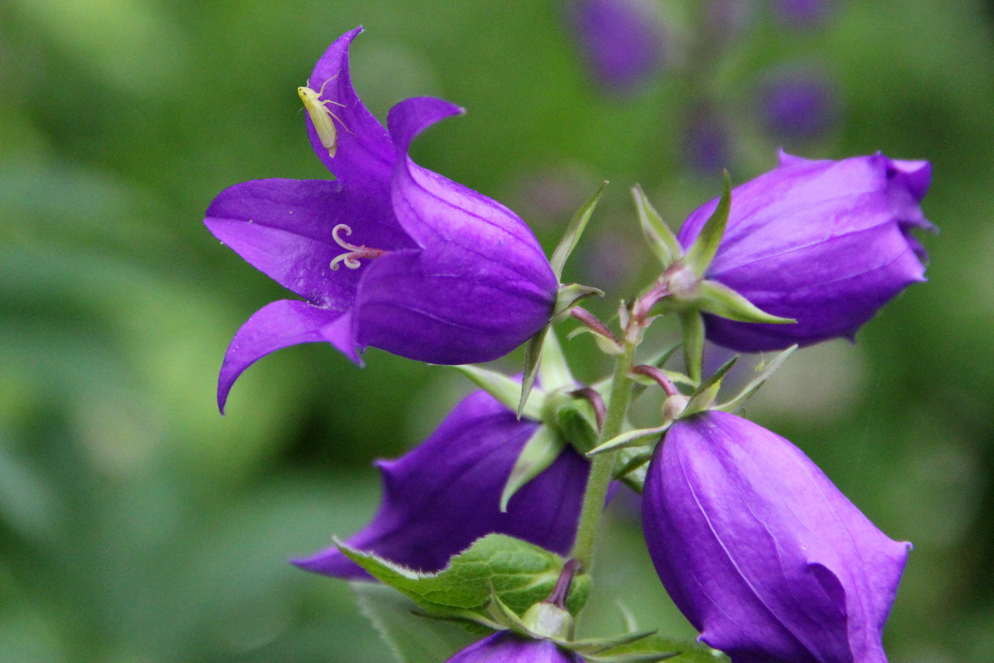 Image of Campanula latifolia specimen.