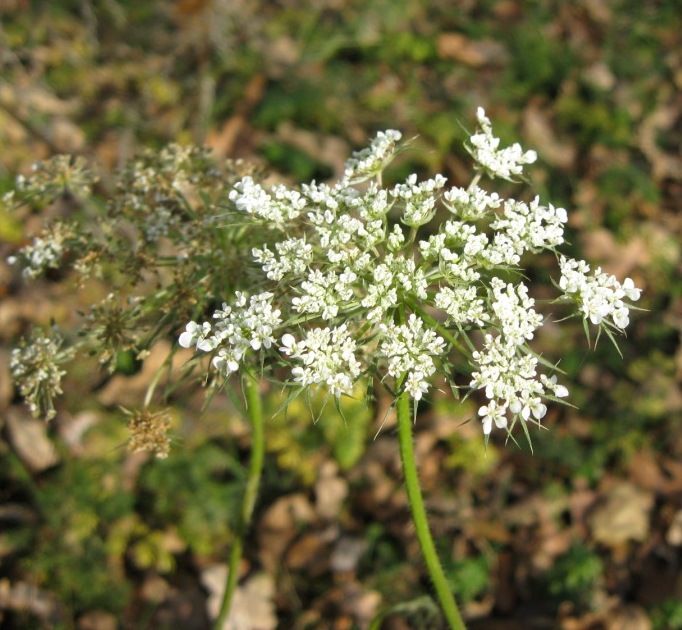 Изображение особи Daucus carota.