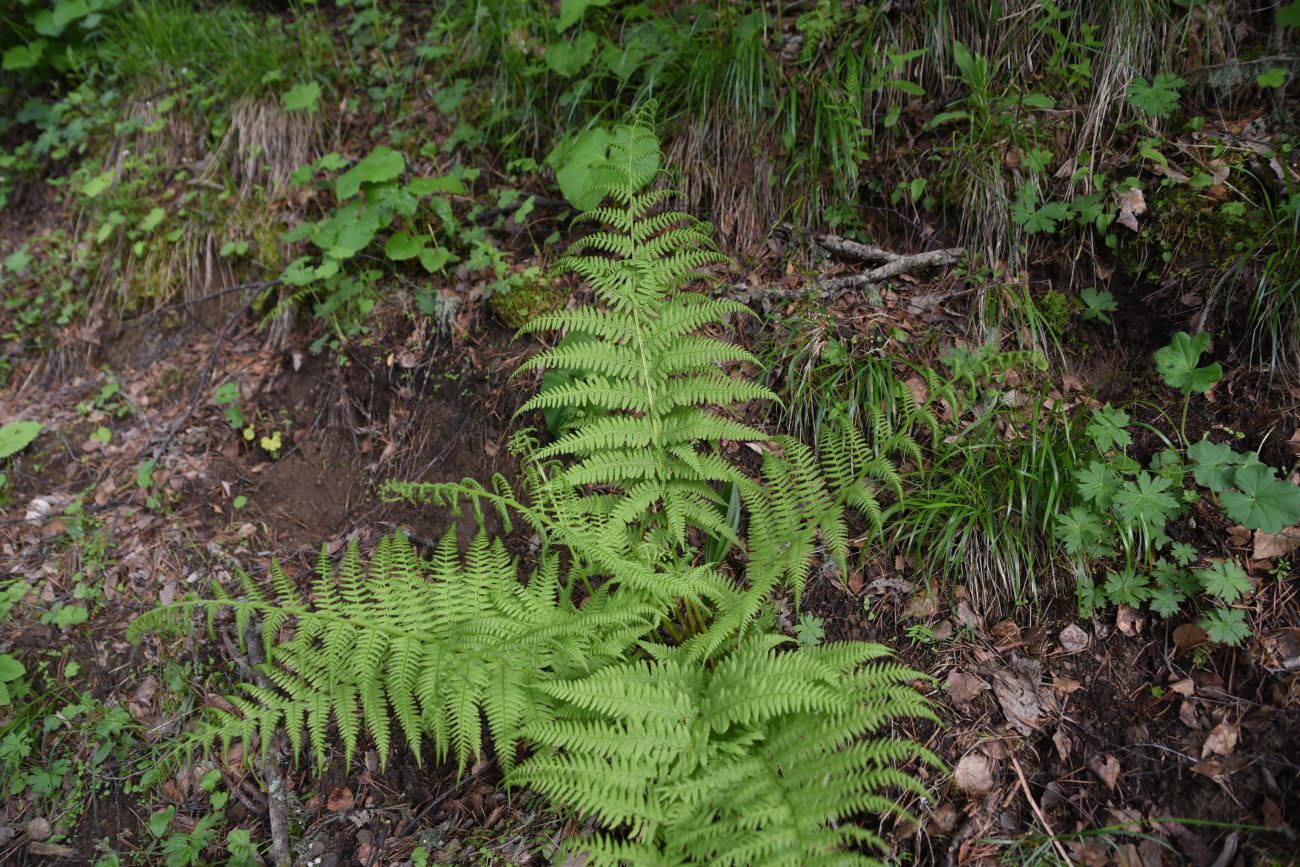 Image of Athyrium filix-femina specimen.