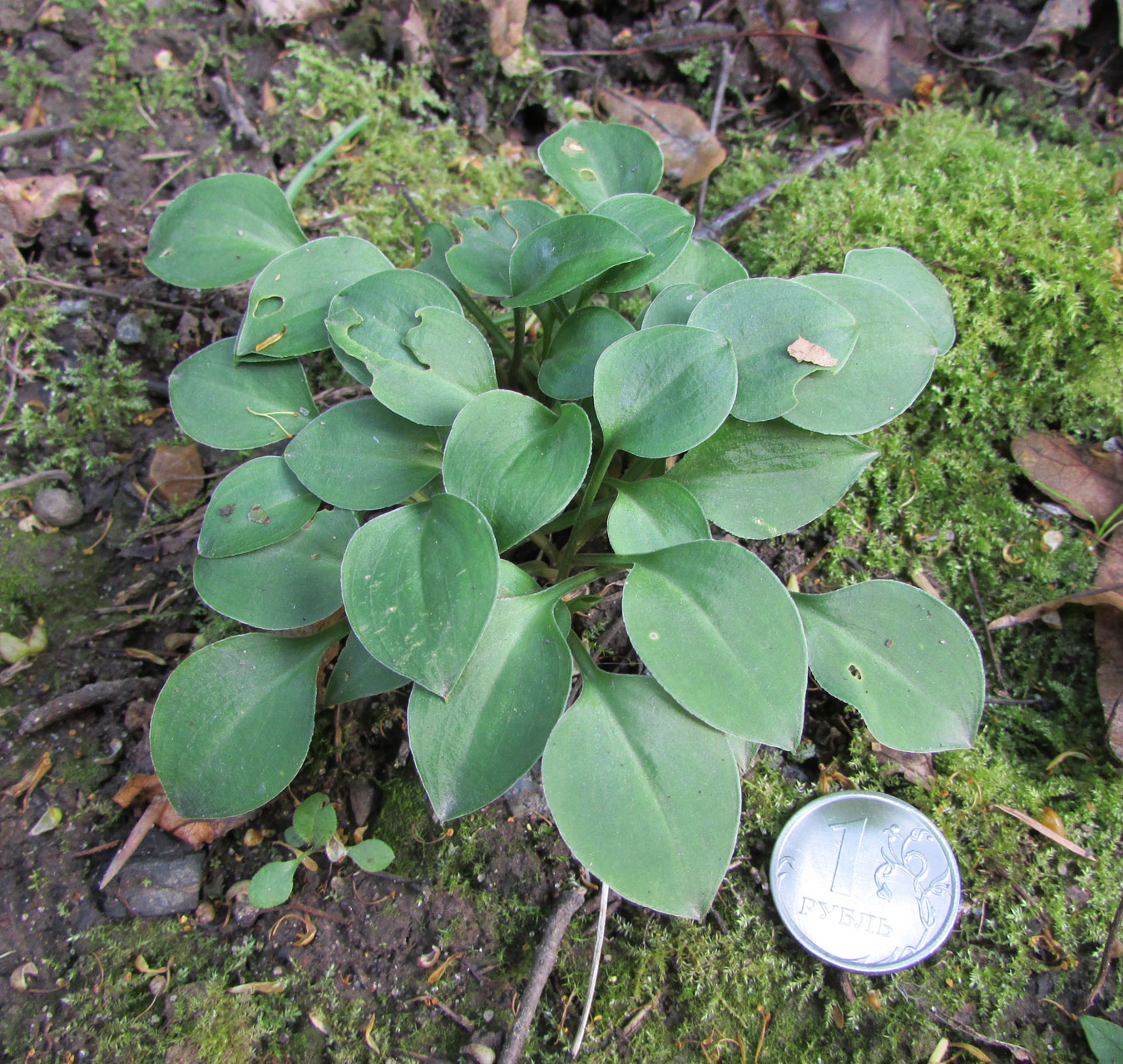 Изображение особи Hosta capitata.