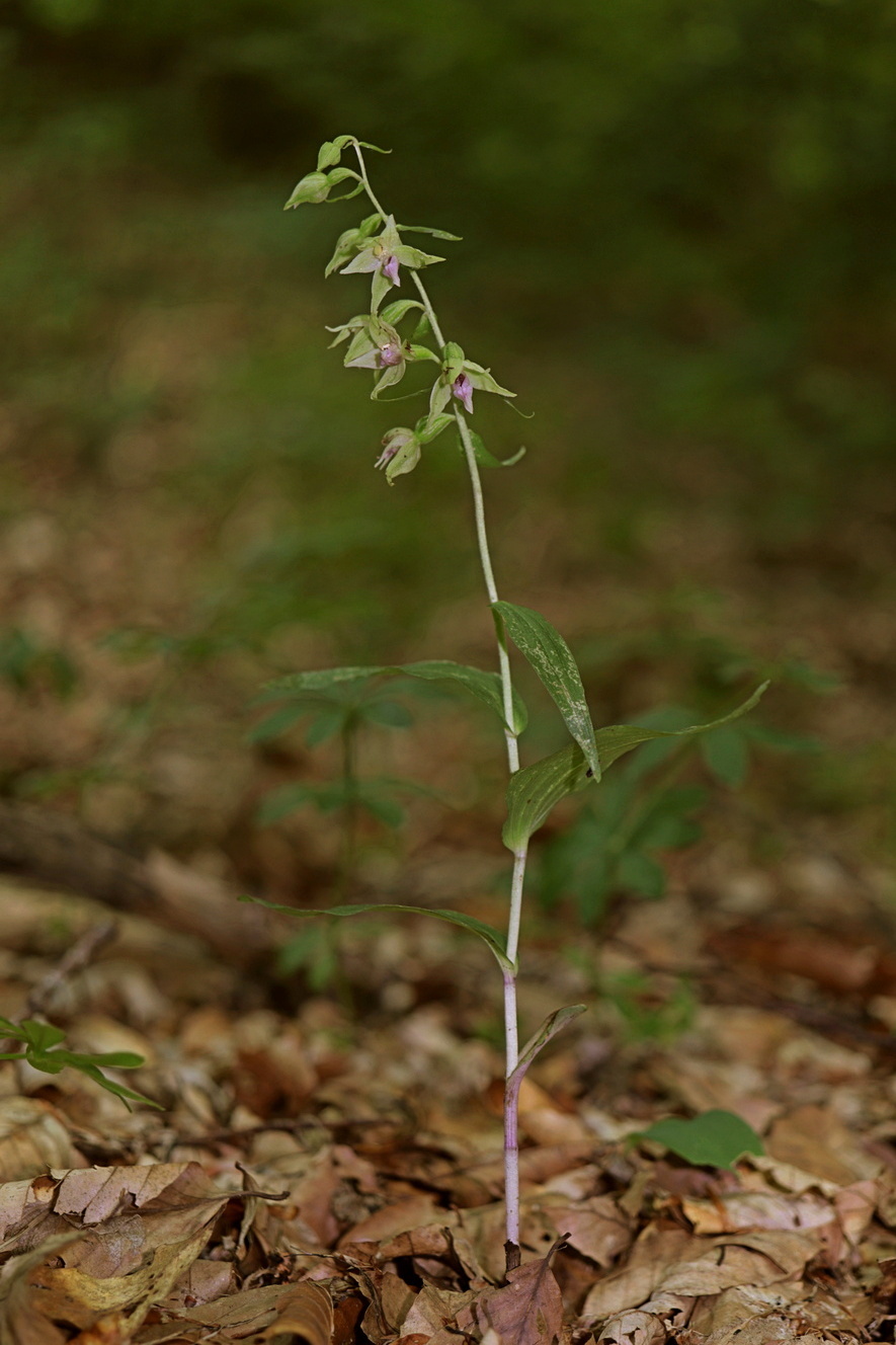 Изображение особи Epipactis leptochila.