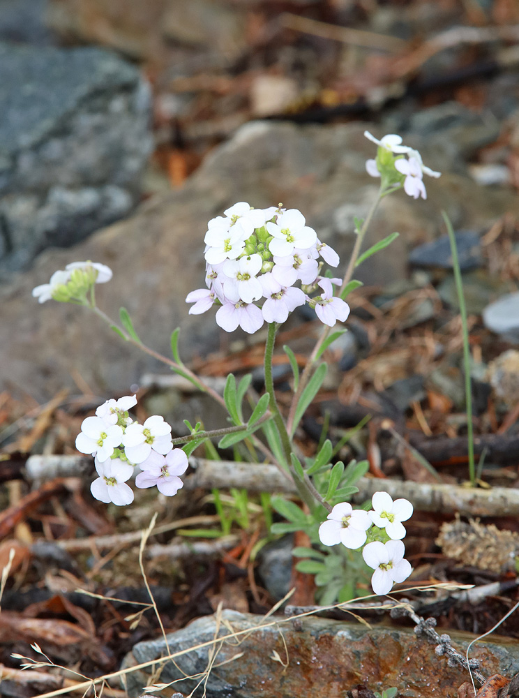 Image of Stevenia incarnata specimen.