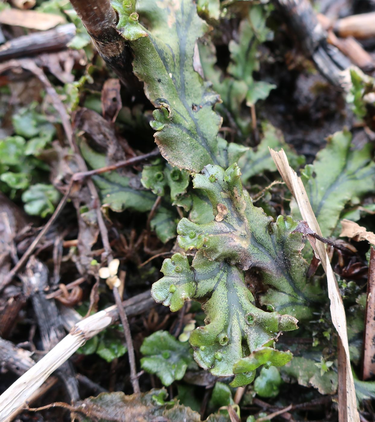 Изображение особи род Marchantia.