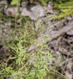 Galium mollugo. Верхушка плодоносящего побега. Пермский край, Оханский р-н, Тулумбаихинское сельское поселение, Кунчурихинский бор, смешанный лес. 14.08.2022.