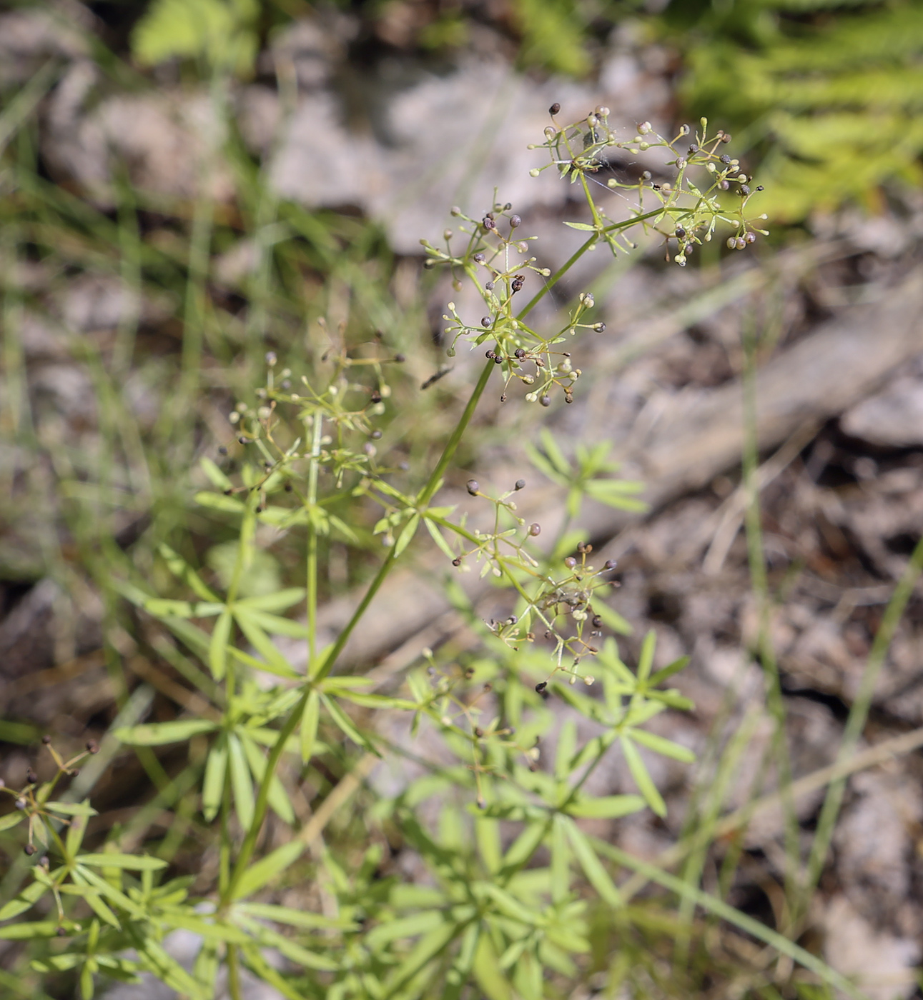 Изображение особи Galium mollugo.